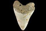 Bargain, Fossil Megalodon Tooth - North Carolina #109727-2